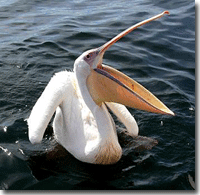 Thanks for all the fish.